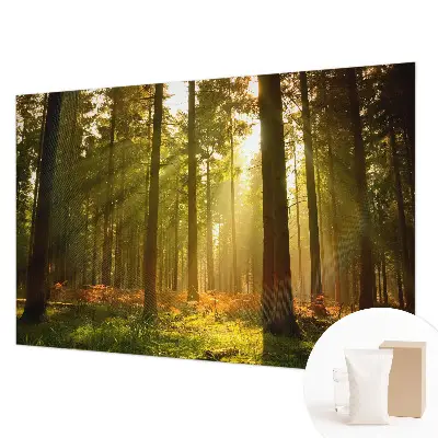 Papier peint intissé imprimé Matin en forêt