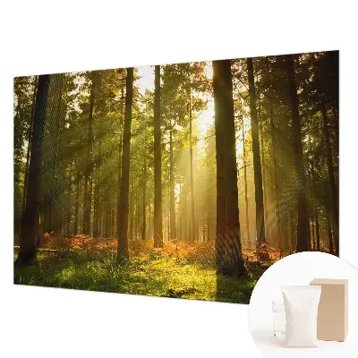 Papier peint intissé imprimé Matin en forêt