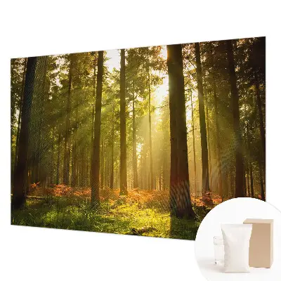 Papier peint intissé imprimé Matin en forêt