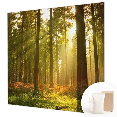 Papier peint intissé imprimé Matin en forêt