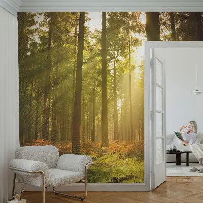 Papier peint intissé imprimé Matin en forêt