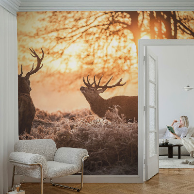 Papier peint photographique Jeleň ráno