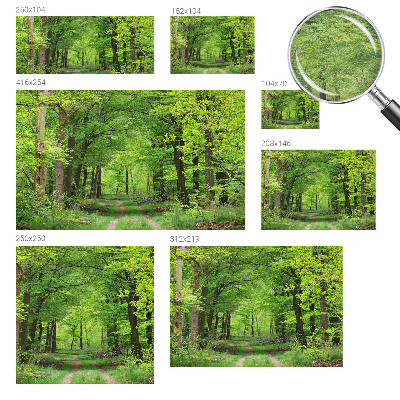 Papier peint panoramique tendance avec un motif de sentier forestier