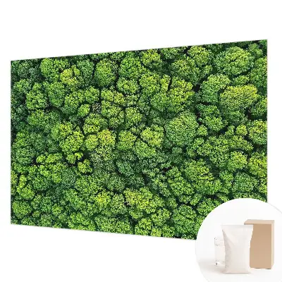 Papier peint photo grand format pour le mur Panorama forestier