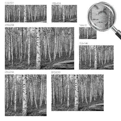 Papier peint intissé imprimé forêt de bouleaux
