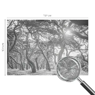 Papier peint photographique sur tissu non tissé Forêt atmosphérique