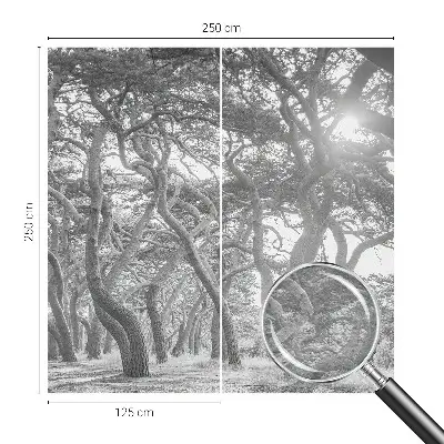 Papier peint photographique sur tissu non tissé Forêt atmosphérique