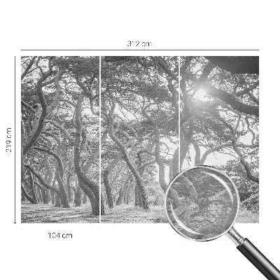 Papier peint photographique sur tissu non tissé Forêt atmosphérique