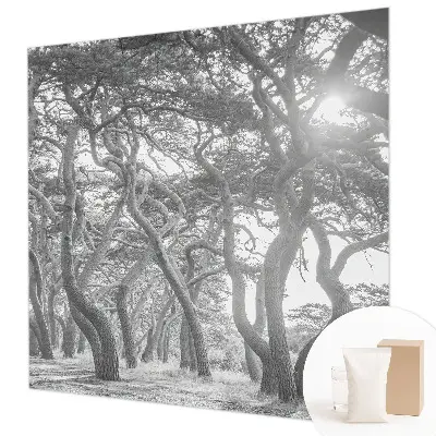 Papier peint photographique sur tissu non tissé Forêt atmosphérique
