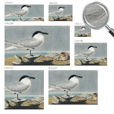 Papier peint photo imprimé sur tissu non tissé l'élégance ornithologique