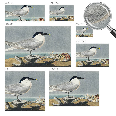 Papier peint panoramique tendance Ornitologická elegancia