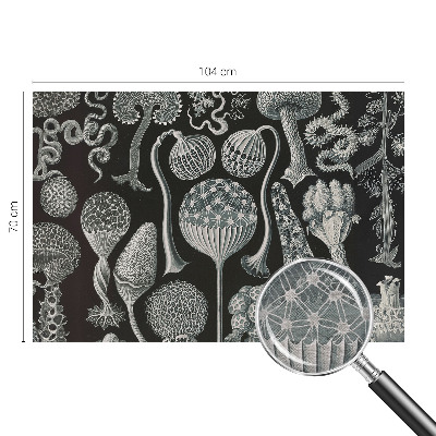 Papier peint photographique salon Magické rastliny