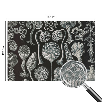 Papier peint photographique salon Magické rastliny