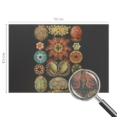 Papier peint panoramique facile à poser Morské inšpirácie