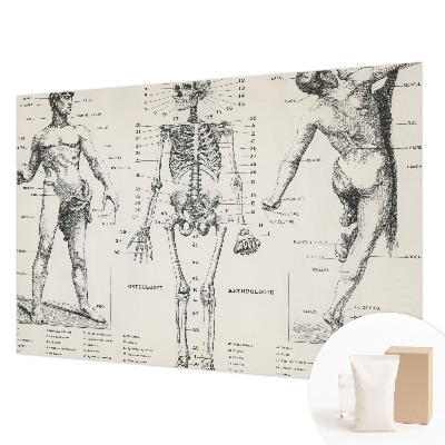 Papier peint panoramique sur mesure à motif « Klasická anatómia »