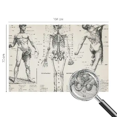 Papier peint intissé Anatomie classique