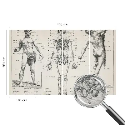 Papier peint intissé Anatomie classique