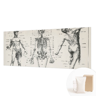 Papier peint panoramique sur mesure à motif « Klasická anatómia »