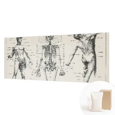 Papier peint intissé Anatomie classique