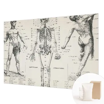 Papier peint intissé Anatomie classique