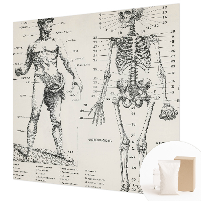 Papier peint panoramique sur mesure à motif « Klasická anatómia »