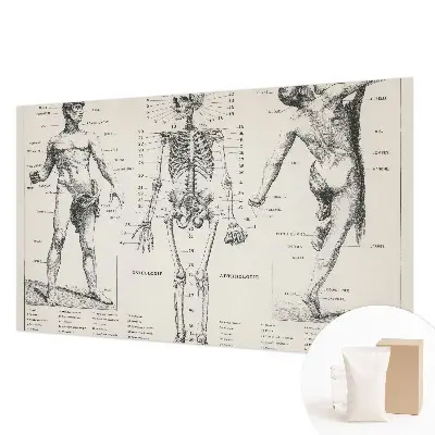 Papier peint intissé Anatomie classique