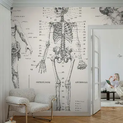 Papier peint intissé Anatomie classique