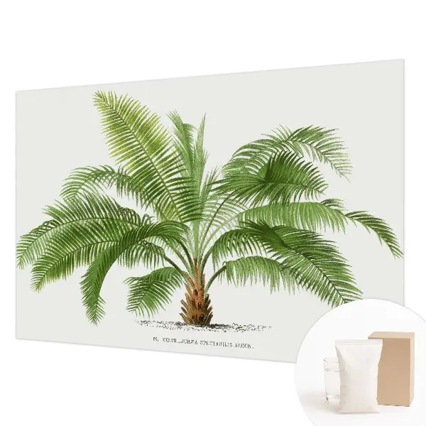 Papier peint photo grand format pour le mur palmier brillant