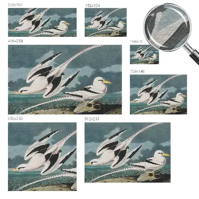 Papier peint photographique intissé Oiseaux au bord de la mer