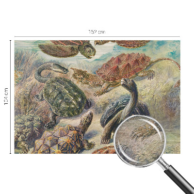 Papier peint panoramique chambre Fauna korytnačiek