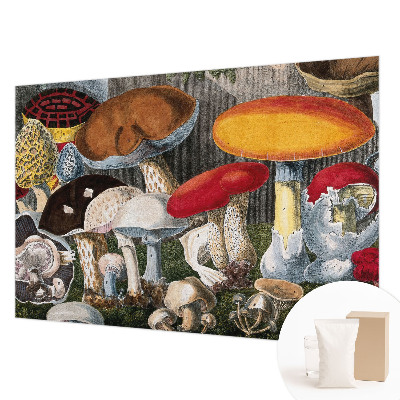 Papier peint photographique Botanické huby