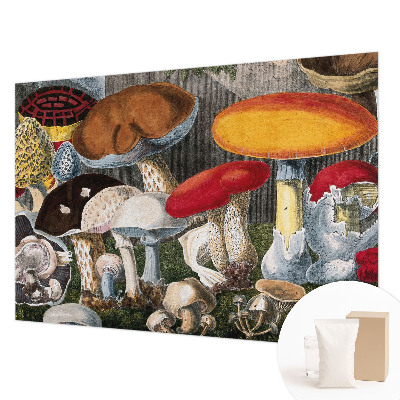 Papier peint photographique Botanické huby