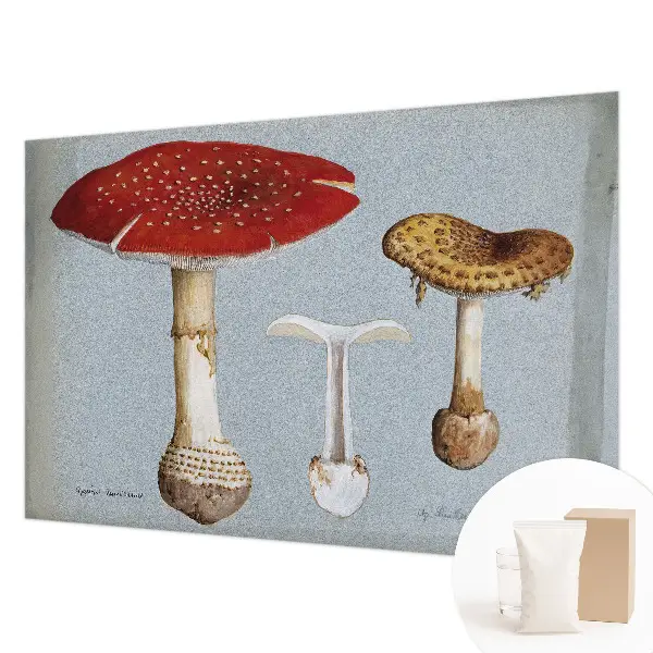 Papier peint intissé Gravures de champignons