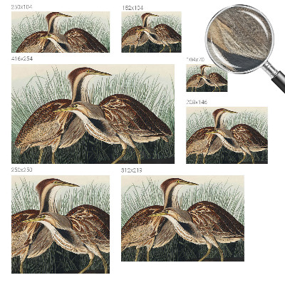 Papier peint panoramique de haute qualité avec un motif réaliste d'oiseaux