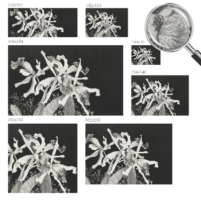 Papier peint photographique Ilustrácia orchidey