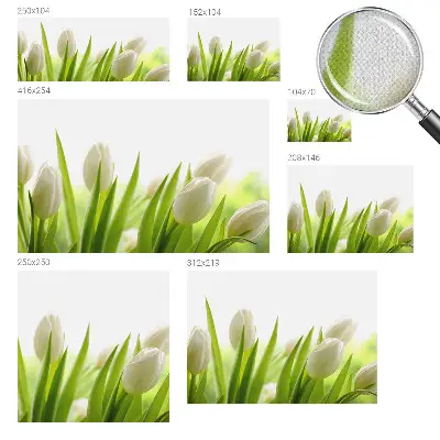 Papier peint photographique sur tissu non tissé Tulipes blanches