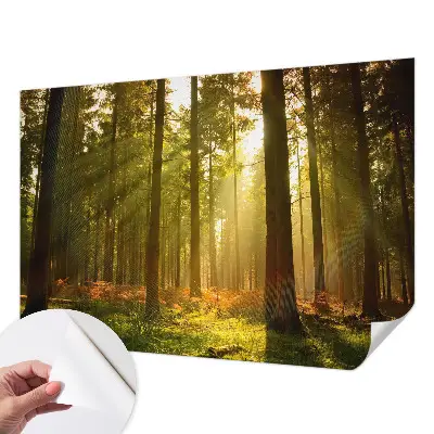 Papier peint intissé imprimé Matin en forêt