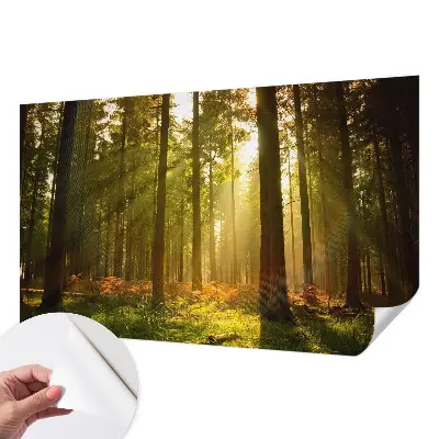 Papier peint intissé imprimé Matin en forêt