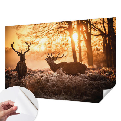 Papier peint chambre ado Jeleň ráno