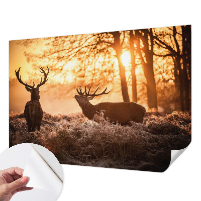 Papier peint chambre ado Jeleň ráno