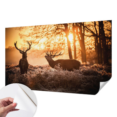 Papier peint chambre ado Jeleň ráno