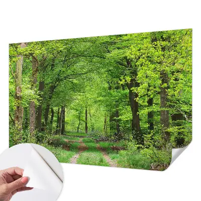 Papier peint photo grand format pour le mur Chemin forestier