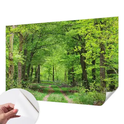 Papier peint photo grand format pour le mur Chemin forestier