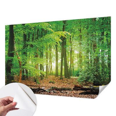 Papier peint chambre parentale Zelený les