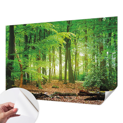 Papier peint chambre parentale Zelený les