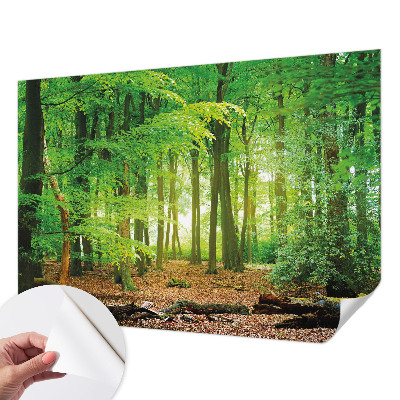 Papier peint chambre parentale Zelený les