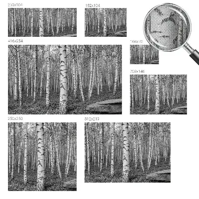 Papier peint intissé imprimé forêt de bouleaux