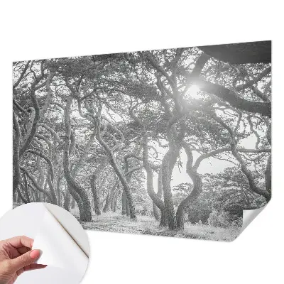 Papier peint photographique sur tissu non tissé Forêt atmosphérique