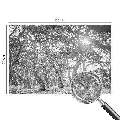 Papier peint photographique sur tissu non tissé Forêt atmosphérique