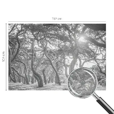 Papier peint photographique sur tissu non tissé Forêt atmosphérique